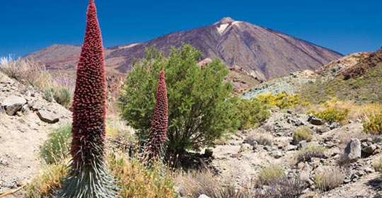 Tenerife Saveur Rando 4* - Tenerife